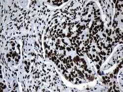MED19 Mouse anti-Human, Clone: OTI2D1, lyophilized, TrueMAB 100 &mu;g;