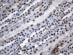 MED19 Mouse anti-Human, Clone: OTI2D1, lyophilized, TrueMAB 100 &mu;g;
