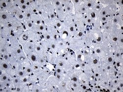 MED19 Mouse anti-Human, Clone: OTI2D1, lyophilized, TrueMAB 100 &mu;g;