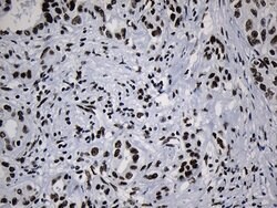 MED19 Mouse anti-Human, Clone: OTI2D1, lyophilized, TrueMAB 100 &mu;g;