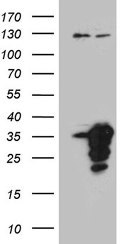 MED19 Mouse anti-Human, Clone: OTI2D1, lyophilized, TrueMAB 100 &mu;g;