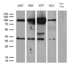 MED19 Mouse anti-Human, Clone: OTI2D1, lyophilized, TrueMAB 100 &mu;g;