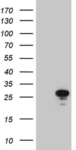 MED19 Mouse anti-Human, Rat, Clone: OTI2E6, lyophilized, TrueMAB 100 &mu;g;