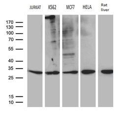 MED19 Mouse anti-Human, Rat, Clone: OTI2E6, lyophilized, TrueMAB 100 &mu;g;