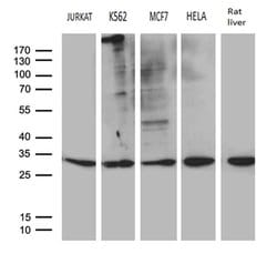 MED19 Mouse anti-Human, Rat, Clone: OTI2E6, liquid, TrueMAB 100 &mu;L;
