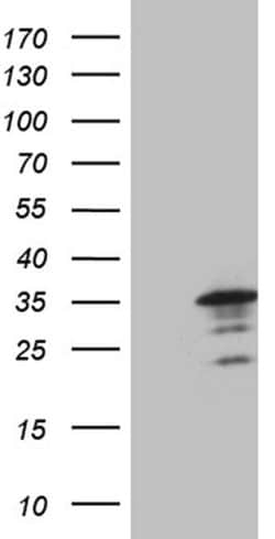 MED19 Monoclonal Antibody (OTI4C3), TrueMAB , OriGene:Antikörper:Primärantikörper