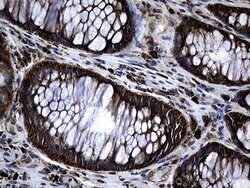 MED28 Mouse anti-Human, Clone: OTI10C8, liquid, TrueMAB 100 &mu;L | Buy Online | OriGene | Fisher Scientific