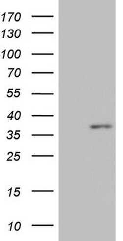 MED6 Mouse anti-Human, Clone: OTI3C9, lyophilized, TrueMAB 100 &mu;g; Unconjugated:Antibodies,