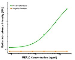 MEF2C Mouse anti-Human, Clone: OTI1D1, liquid, TrueMAB 100 &mu;g; Unconjugated:Antibodies,
