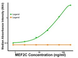 MEF2C Mouse anti-Human, Clone: OTI1D1, liquid, TrueMAB 100 &mu;g; Unconjugated:Antibodies,