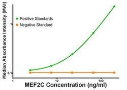 MEF2C Mouse anti-Human, Clone: OTI1D1, liquid, TrueMAB 100 &mu;g; Unconjugated:Antibodies,