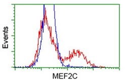 MEF2C Monoclonal Antibody (OTI2D2), TrueMAB , OriGene 100 &mu;L; Unconjugated:Antibodies,