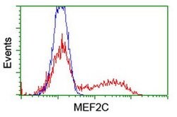 MEF2C Monoclonal Antibody (OTI4G8), TrueMAB , OriGene 100 &mu;L | Buy Online | Origene Technologies | Fisher Scientific