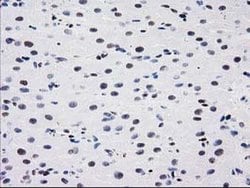 MEF2C Monoclonal Antibody (OTI2D2), TrueMAB , OriGene 100 &mu;L; Unconjugated:Antibodies,