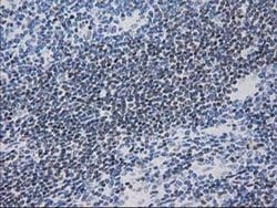 MEF2C Monoclonal Antibody (OTI2D2), TrueMAB , OriGene 100 &mu;L; Unconjugated:Antibodies,