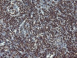 MEF2C Monoclonal Antibody (OTI1D1), TrueMAB , OriGene 100 &mu;L; Unconjugated:Antibodies,