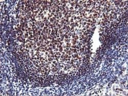 MEF2C Monoclonal Antibody (OTI2E2), TrueMAB , OriGene 100 &mu;L | Buy Online | Origene Technologies | Fisher Scientific
