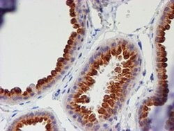 MEF2C Monoclonal Antibody (OTI2F2), TrueMAB , OriGene:Antibodies:Primary
