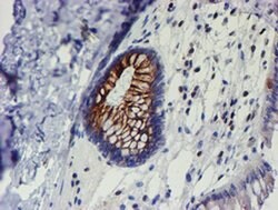 MEF2C Monoclonal Antibody (OTI2F2), TrueMAB , OriGene 100 &mu;L; Unconjugated:Antibodies,