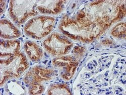 MEF2C Monoclonal Antibody (OTI2F2), TrueMAB , OriGene 100 &mu;L; Unconjugated:Antibodies,