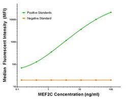 MEF2C Mouse anti-Human, Clone: OTI2B12, liquid, TrueMAB 100 &mu;g; Unconjugated:Antibodies,