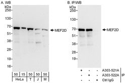 MEF2D Rabbit anti-Human, Mouse, Polyclonal, Bethyl Laboratories 100 &mu;L;