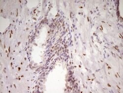 MEF2D Mouse anti-Human, Clone: OTI10B4, lyophilized, TrueMAB 100 &mu;g;