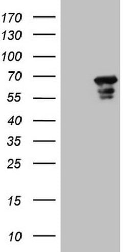 MEF2D Mouse anti-Human, Clone: OTI10B4, lyophilized, TrueMAB 100 &mu;g;