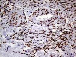 MEIS1 Mouse anti-Human, Clone: OTI2A3, lyophilized, TrueMAB 100 &mu;g;