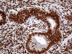 MEIS1 Mouse anti-Human, Clone: OTI2A3, lyophilized, TrueMAB 100 &mu;g;