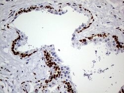 MEIS1 Mouse anti-Human, Clone: OTI2A3, lyophilized, TrueMAB 100 &mu;g;