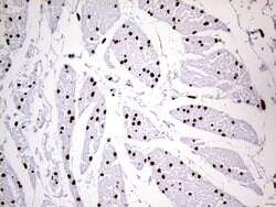 MEIS1 Mouse anti-Human, Clone: OTI2A3, lyophilized, TrueMAB 100 &mu;g;