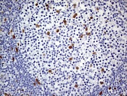 MEIS1 Mouse anti-Human, Clone: OTI2A3, lyophilized, TrueMAB 100 &mu;g;