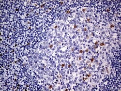 MEIS1 Mouse anti-Human, Clone: OTI2A3, lyophilized, TrueMAB 100 &mu;g;