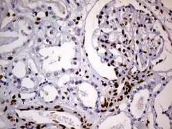MEIS1 Mouse anti-Human, Clone: OTI2A3, lyophilized, TrueMAB 100 &mu;g;