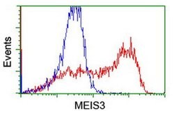 MEIS3 Monoclonal Antibody (OTI2F4), TrueMAB , OriGene:Antibodies:Primary