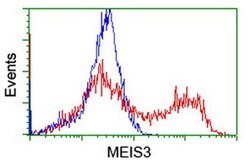 MEIS3 Monoclonal Antibody (OTI3C9), TrueMAB , OriGene:Antibodies:Primary