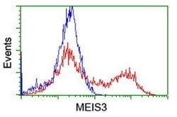 MEIS3 Monoclonal Antibody (OTI3E12), TrueMAB , OriGene:Antibodies:Primary