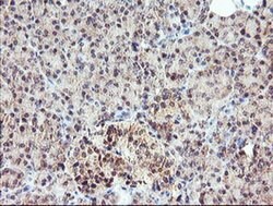 MEIS3 Monoclonal Antibody (OTI2E12), TrueMAB , OriGene 100 &mu;L; Unconjugated:Antibodies,