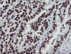MEIS3 Monoclonal Antibody (OTI3C9), TrueMAB , OriGene 100 &mu;L; Unconjugated:Antibodies,