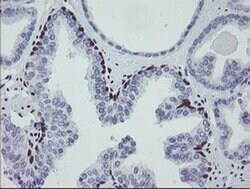 MEIS3 Monoclonal Antibody (OTI3E12), TrueMAB , OriGene 100 &mu;L; Unconjugated:Antibodies,