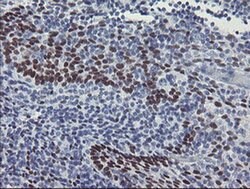 MEIS3 Monoclonal Antibody (OTI3E12), TrueMAB , OriGene 100 &mu;L; Unconjugated:Antibodies,