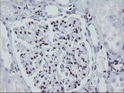 MEIS3 Monoclonal Antibody (OTI3E12), TrueMAB , OriGene 100 &mu;L; Unconjugated:Antibodies,