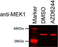 Invitrogen MEK1 Monoclonal Antibody (3D9) 100 &mu;g; Unconjugated:Antibodies,