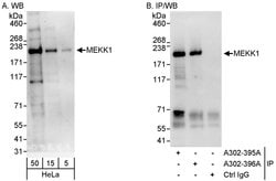 MEKK1 Rabbit anti-Human, Polyclonal, Bethyl Laboratories 100 &mu;L; Unconjugated:Antibodies,