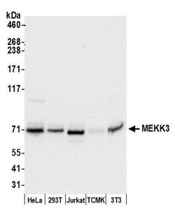 MEKK3 Polyclonal Antibody, Bethyl Laboratories 20 &mu;L; Unconjugated:Antibodies,