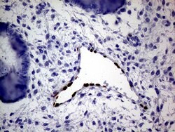MEOX1 Monoclonal Antibody (OTI5D8), TrueMAB , OriGene:Antibodies:Primary