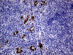 MEOX1 Monoclonal Antibody (OTI5D8), TrueMAB , OriGene:Antibodies:Primary