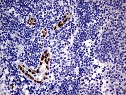 MEOX1 Monoclonal Antibody (OTI5D8), TrueMAB , OriGene 100 &mu;L; Unconjugated:Antibodies,