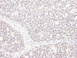 MEPCE Rabbit anti-Human, Polyclonal, Bethyl Laboratories 10 &mu;L; Unconjugated:Antibodies,